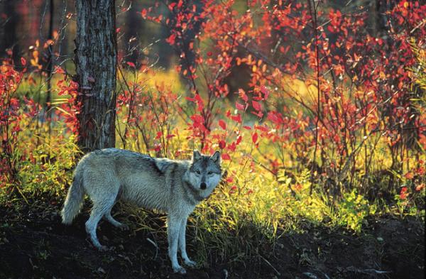 Wolf1